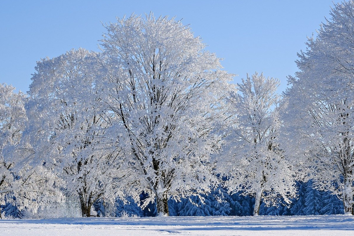 background-inverno-alberi-bianchi-neve.jpg